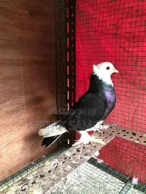 Pigeon