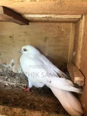Pigeon