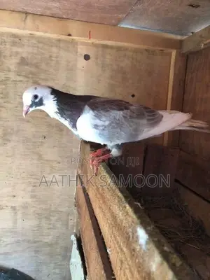 Pigeon
