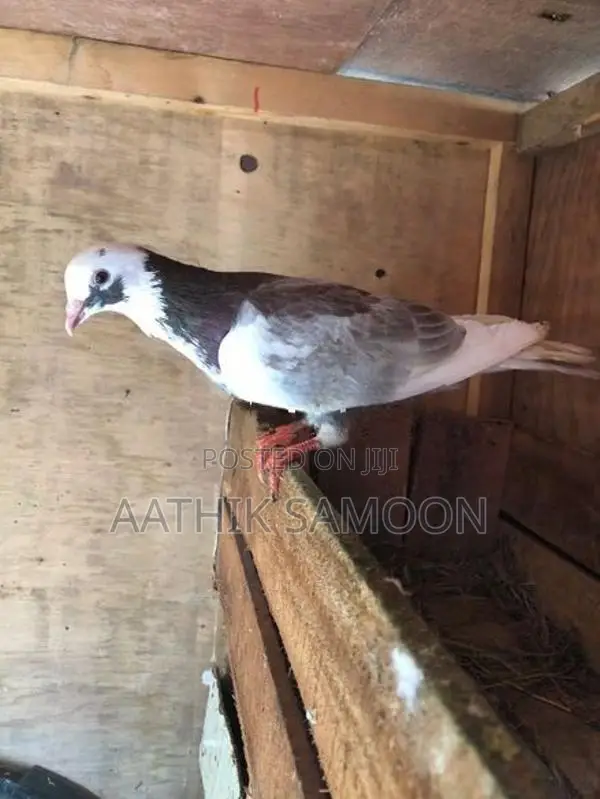 Pigeon