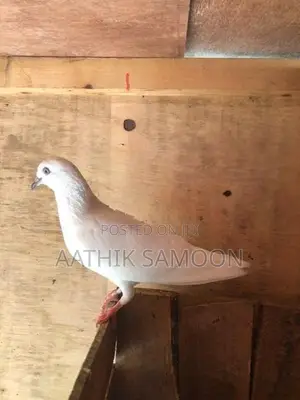 Pigeon