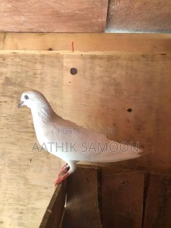 Pigeon