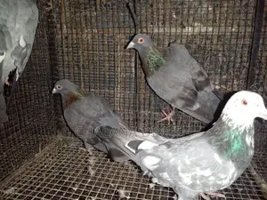 Pigeons