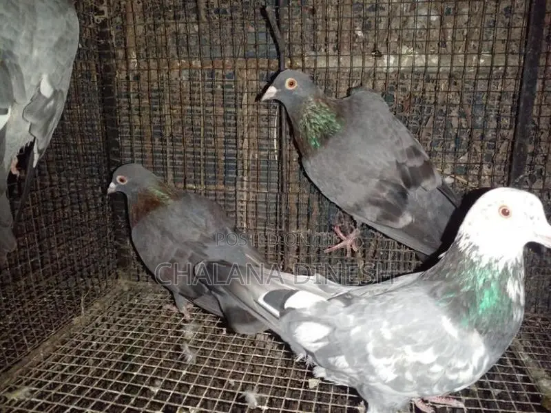 Pigeons
