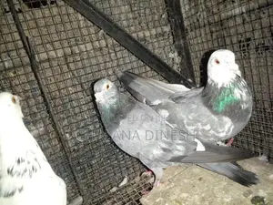 Pigeons