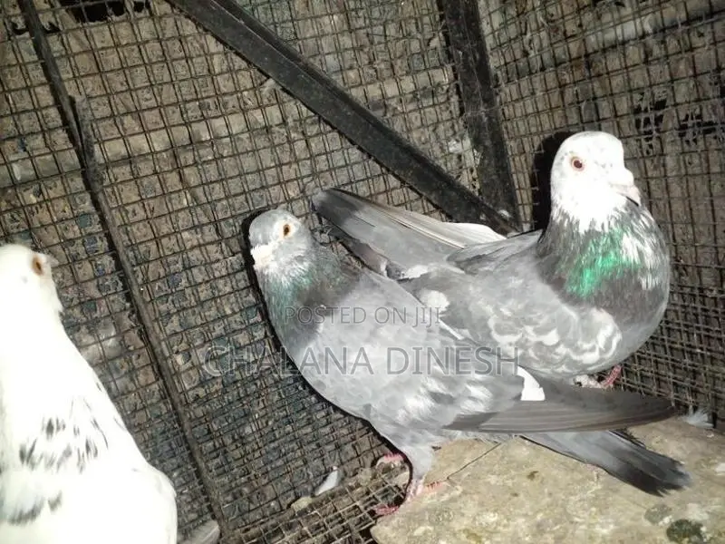 Pigeons