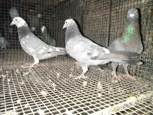Pigeons