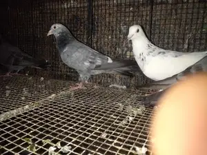 Pigeons
