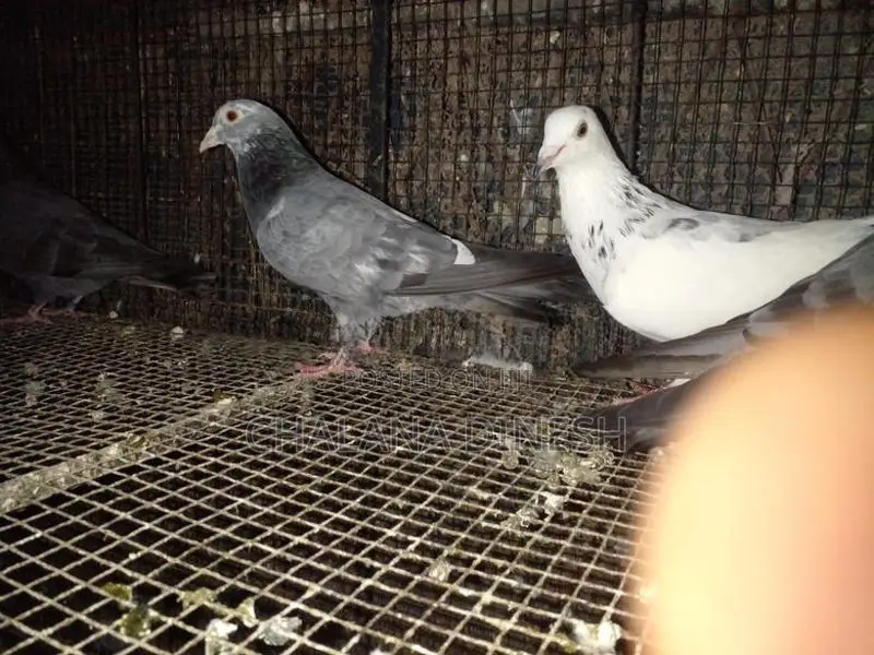 Pigeons
