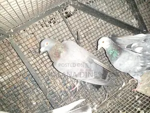 Pigeons