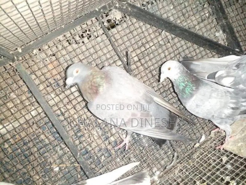 Pigeons
