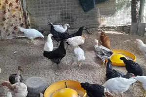 කිකිලි පැටවු