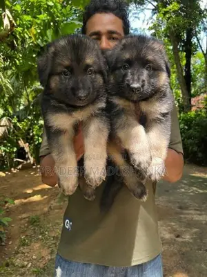 German Shepherd Puppy