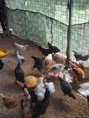 කිකිලි පැටවු