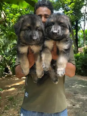 German Shepherd Puppy