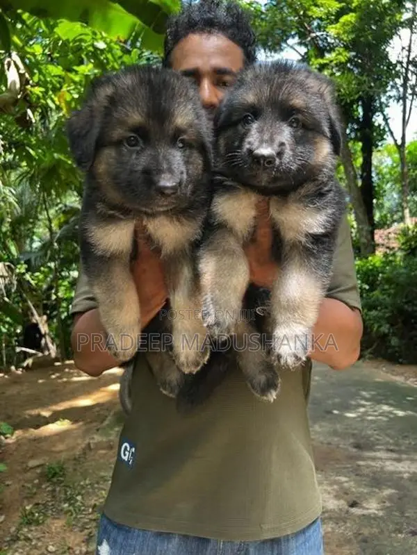 German Shepherd Puppy