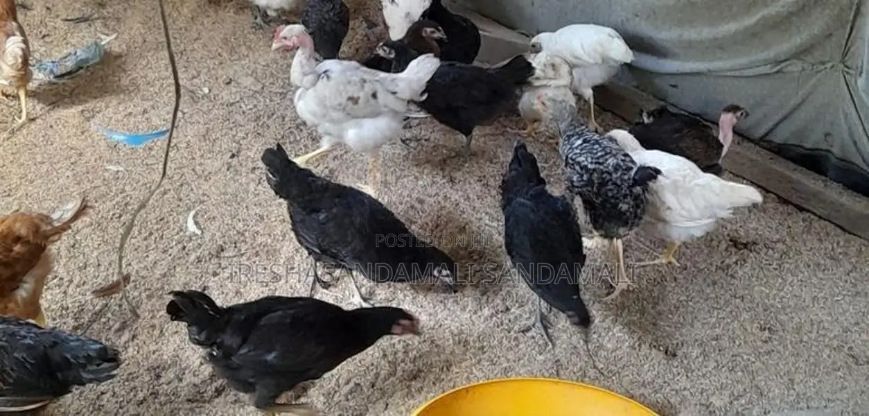 කිකිලි පැටවු