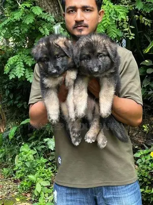 German Shepherd Puppy
