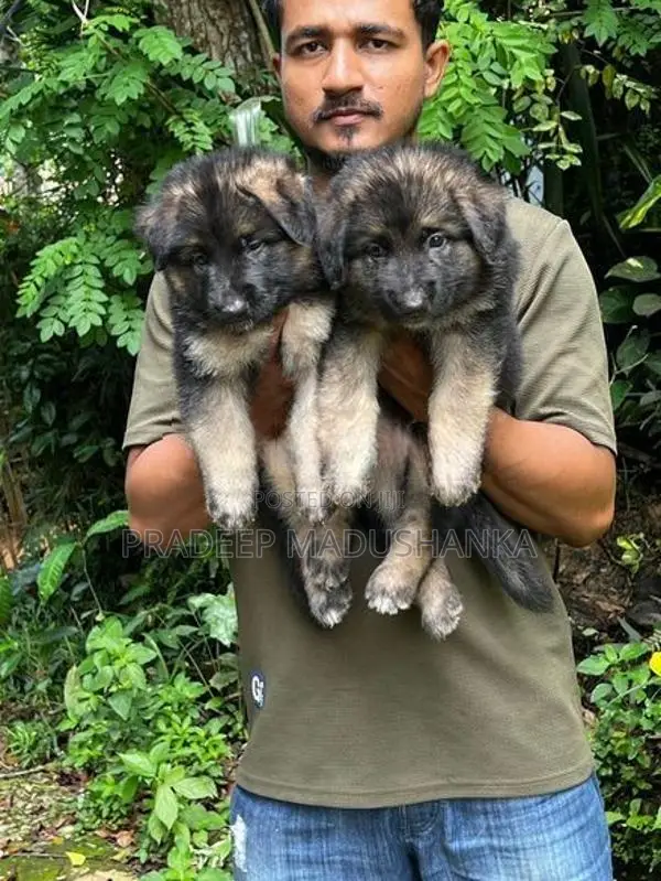 German Shepherd Puppy