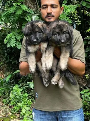 German Shepherd Puppy