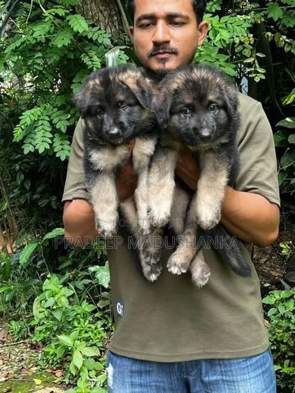 German Shepherd Puppy