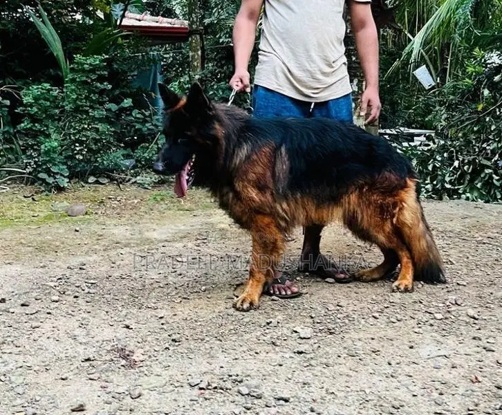 German Shepherd Puppy