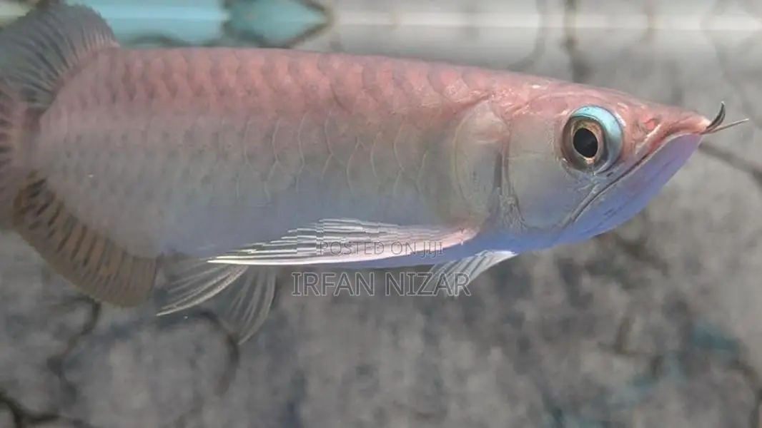 Green Arowana