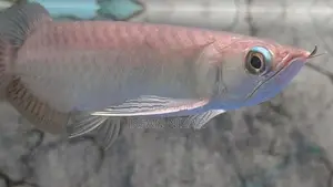 Green Arowana