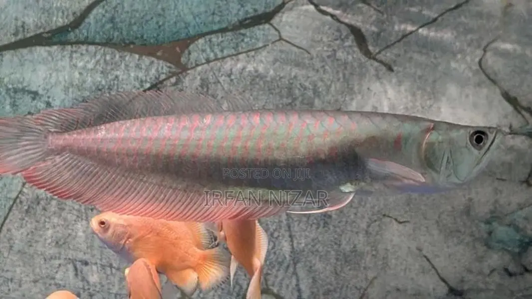 Silver Arowana
