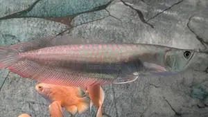 Silver Arowana