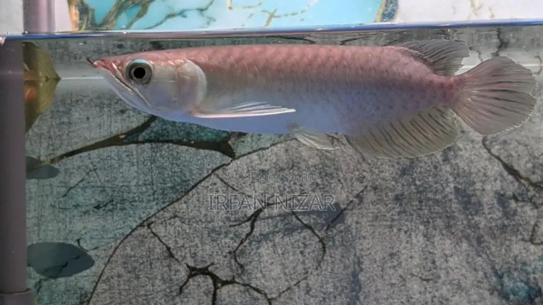Green Arowana
