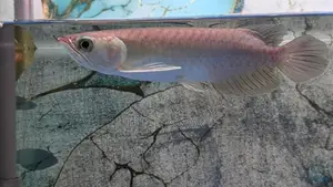 Green Arowana