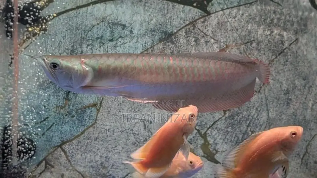 Silver Arowana
