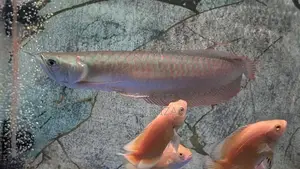 Silver Arowana