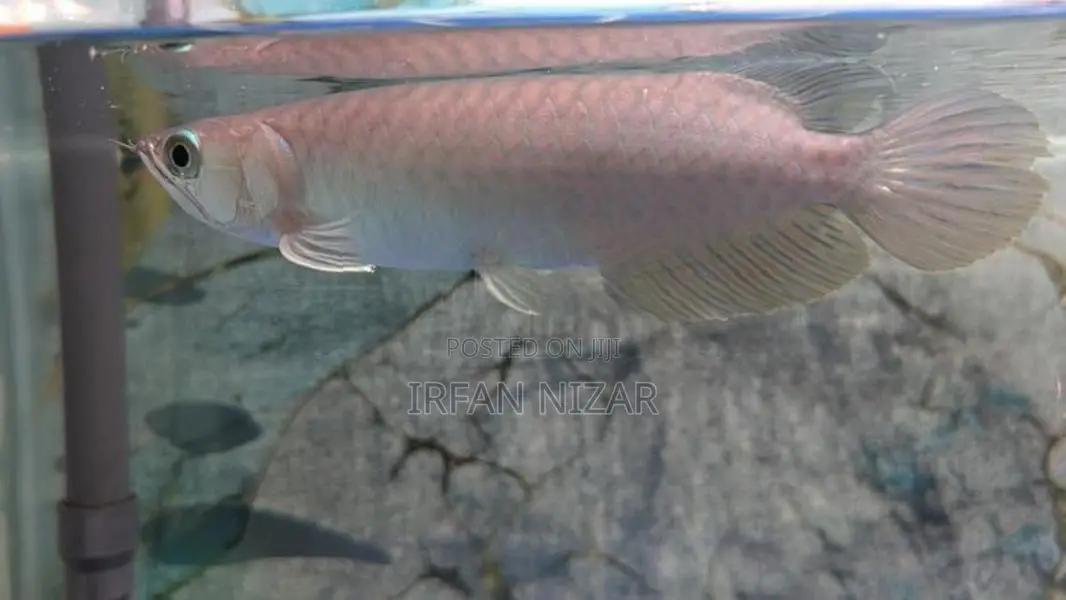 Green Arowana