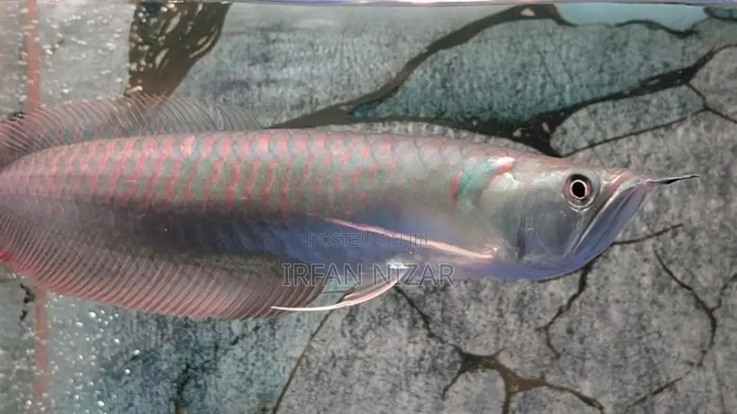 Silver Arowana