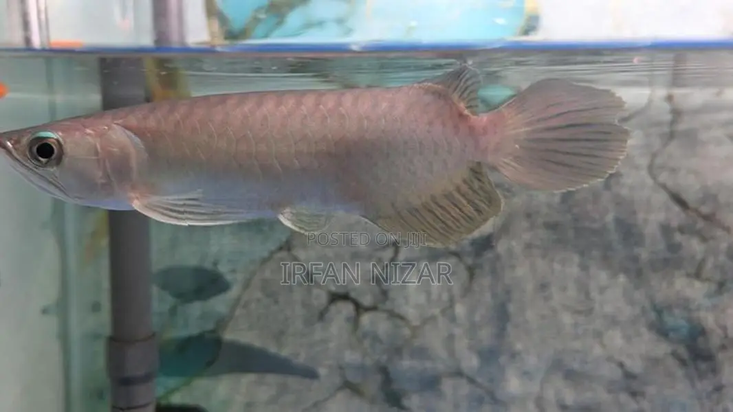 Green Arowana