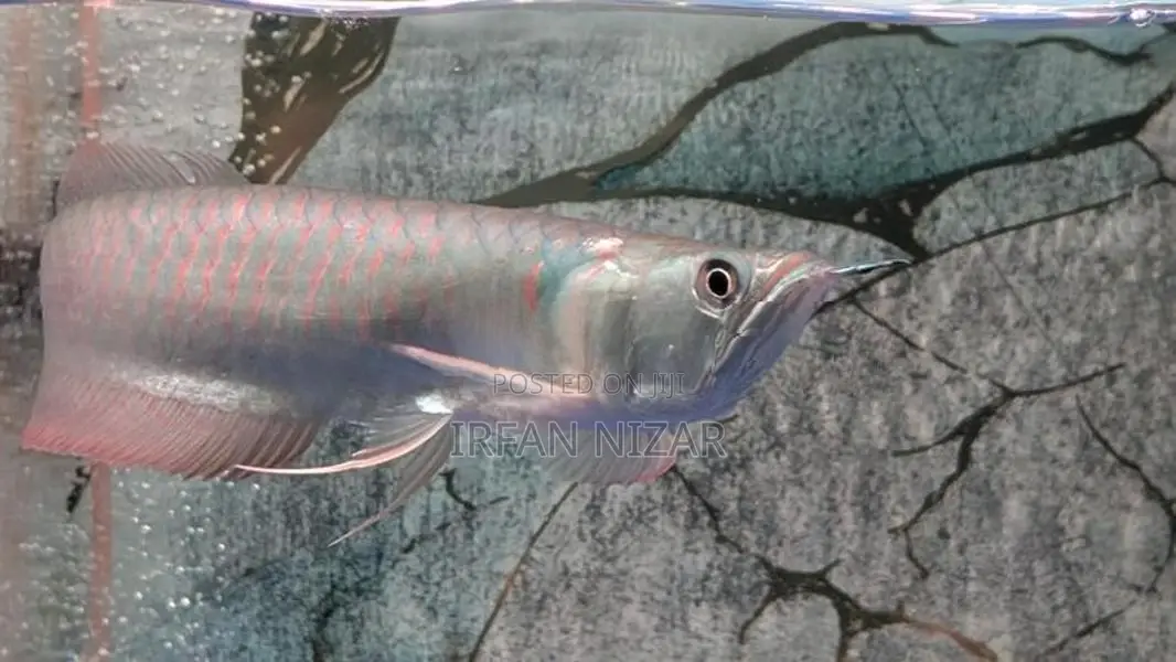 Silver Arowana