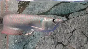 Silver Arowana