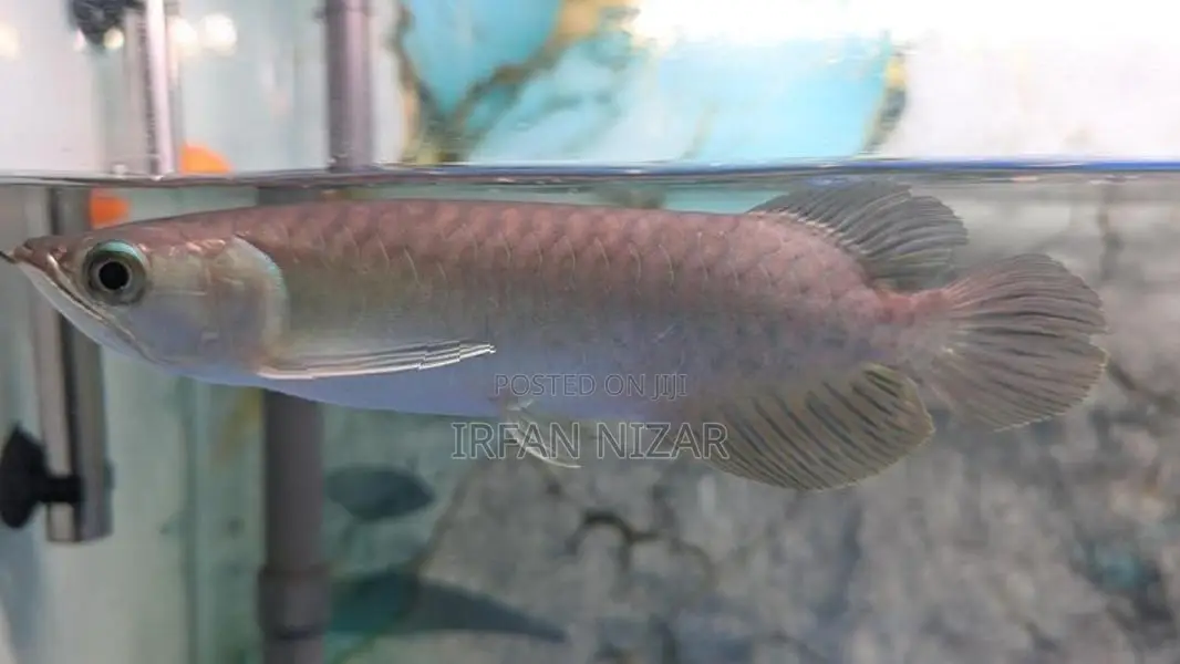 Green Arowana