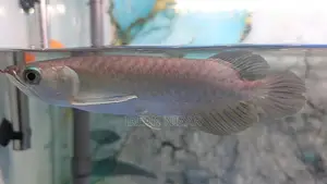 Green Arowana