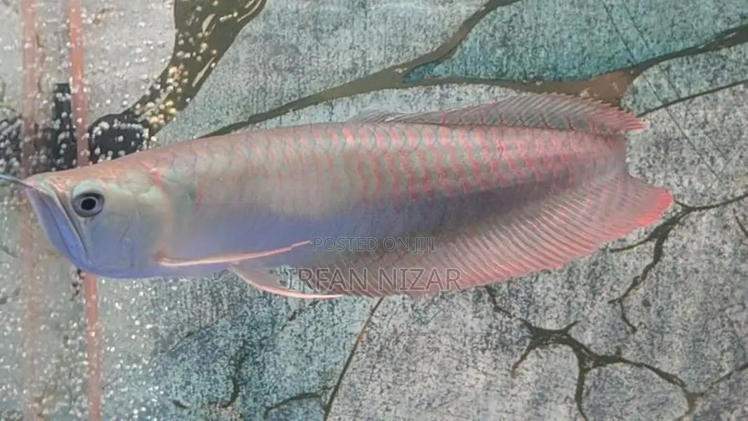 Silver Arowana