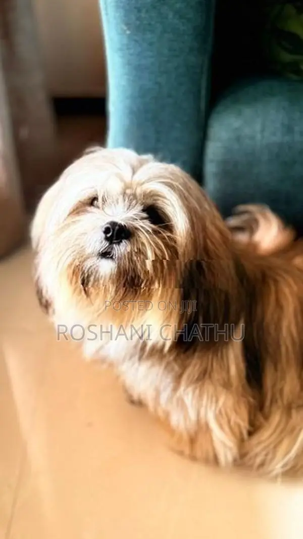 Shih Tzu Puppy