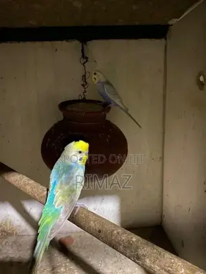 Love Birds
