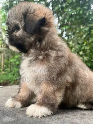 Shih Tzu Puppy