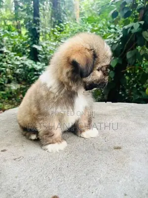 Shih Tzu Puppy