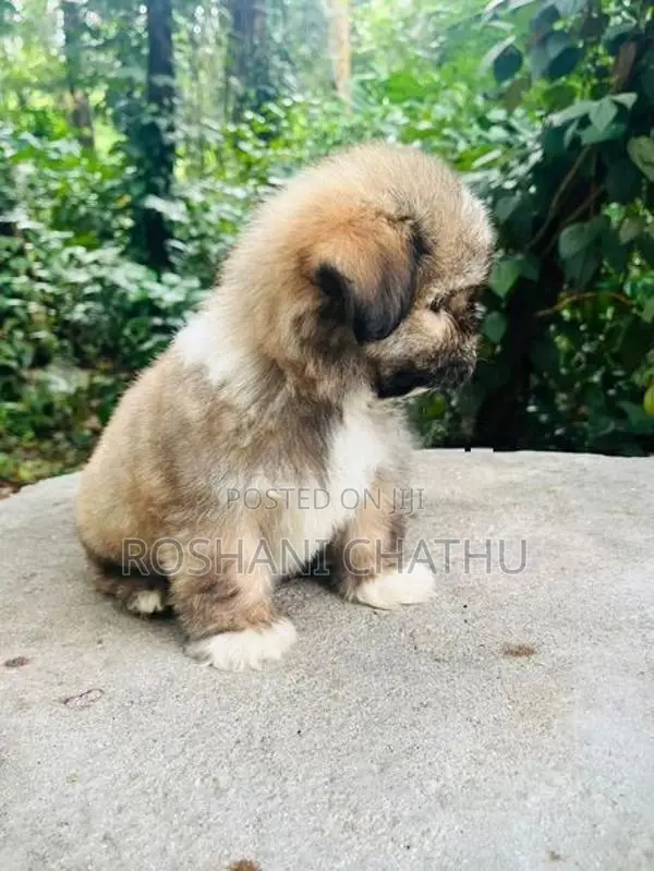 Shih Tzu Puppy