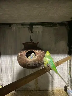Love Birds