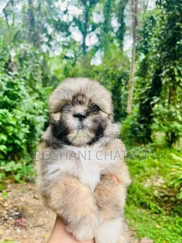 Shih Tzu Puppy