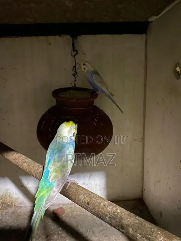 Love Birds